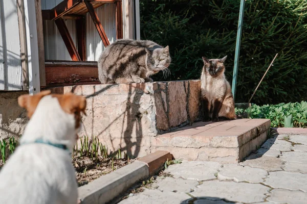 Τζακ Ράσελ Τεριέ Συνάντησε Γάτες Κοντά Στο Εξοχικό — Φωτογραφία Αρχείου