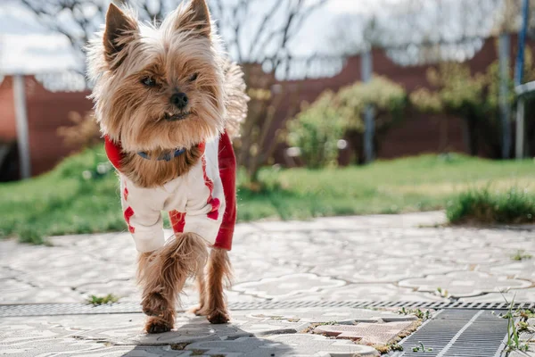 Yorkshire terrier in dog clothes looks something in garden