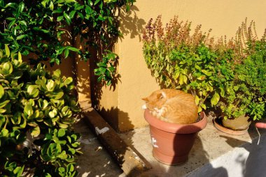 Korfu kedi yaz görünümü