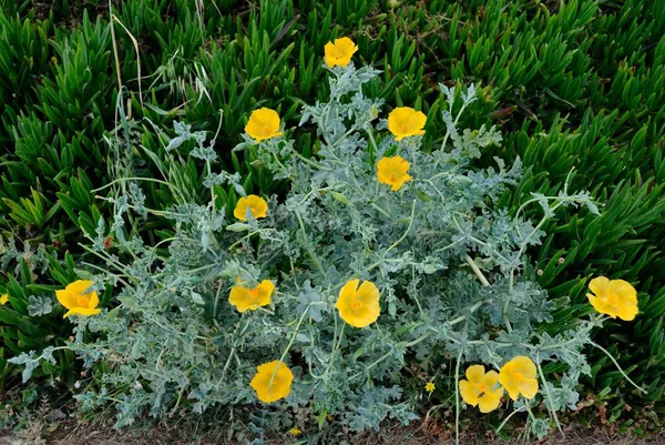 Retimno Yunanistan Çiçekler