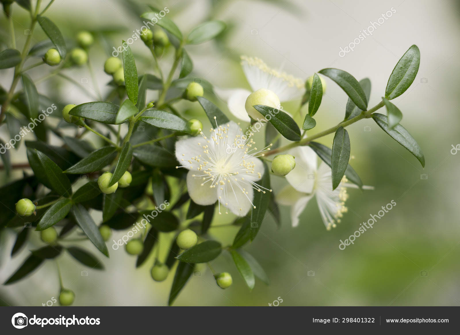 Plante d'intérieur à feuilles longues et fleur blanche