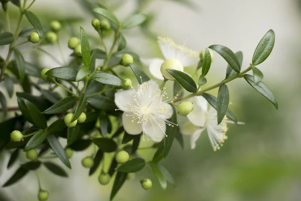 Pequeñas Hermosas Flores Blancas Plantas Mirto Ramas Con Pequeñas Hojas — Foto de Stock
