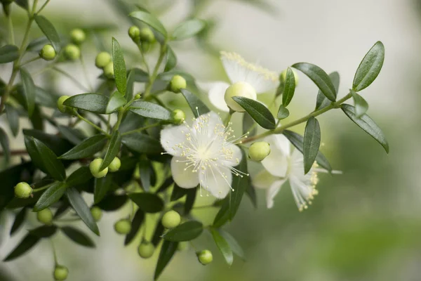 Piccoli Bei Fiori Bianchi Piante Mirto Rami Con Piccole Foglie — Foto Stock