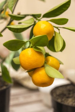 Parlak turuncu Calamondin meyve ve yeşil yaprakları ile Dal, içinde