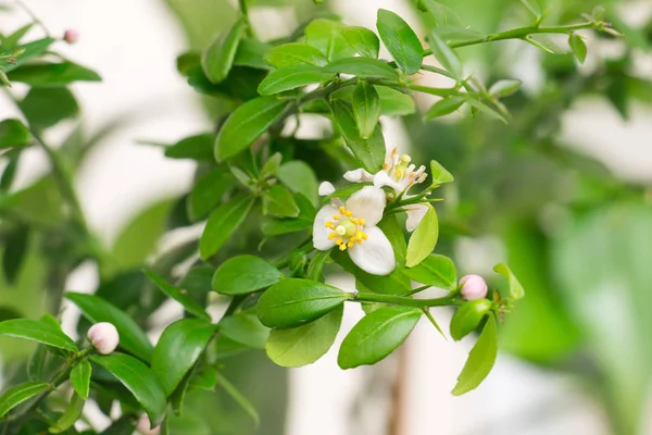 Beautiful scenery, a sprig of citrus plants Microcitrus Australa — Stock Photo, Image