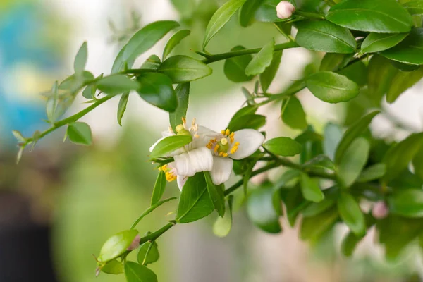 Güzel sahne, narenciye bitki Microcitrus bir Blooming sprig 