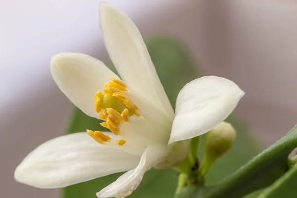 Delicate white with a purple-pink shade flower of citrus plant M — Stock Photo, Image