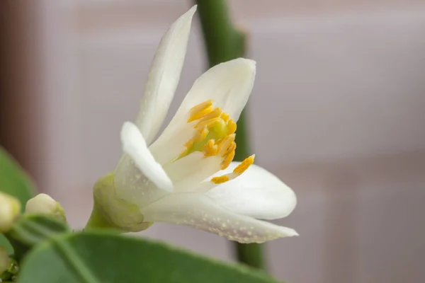 Delicate white with a purple-pink shade flower of citrus plant M — Stock Photo, Image