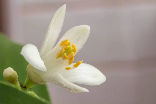 柑橘類の植物Mの紫ピンクの色合いの花と繊細な白 — ストック写真