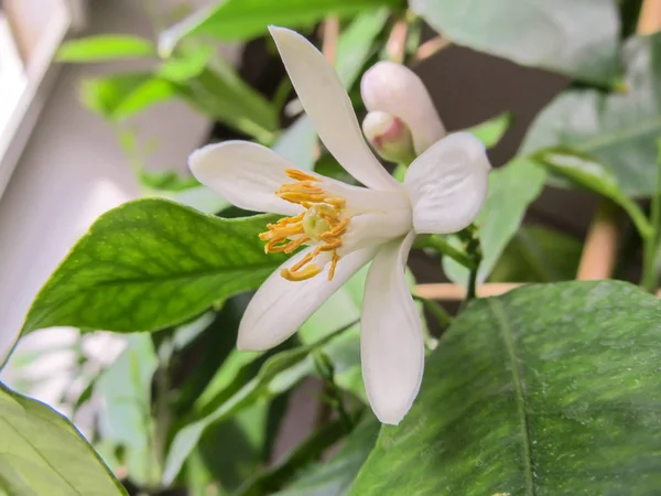 Gentle pink-white flower of a Volkamer lemon citrus plant, grown — Stock Photo, Image