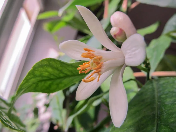 Gentle pink-white flower of a Volkamer lemon citrus plant, grown — Stock Photo, Image