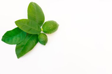 Yaprakları ve iki olgun küçük limon meyve ile Limon ağacı dal bir