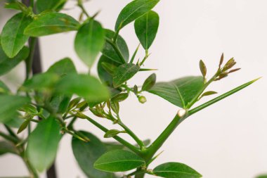 Bir melez narenciye bitki Faustrimedin, Microc Genç yeşil büyüme