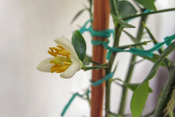 Narenciye bitkifaustri bir nazik beyaz çiçek yakın çekim — Stok fotoğraf
