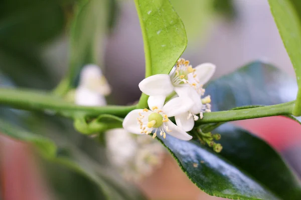 柑橘類植物カフィールライム、シトルの小さな繊細な白い花 — ストック写真