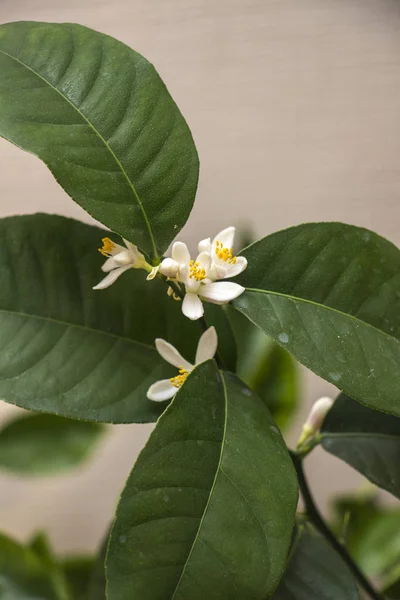 Vit anbud citron blommor Volkamer med gröna blad, inomhus — Stockfoto