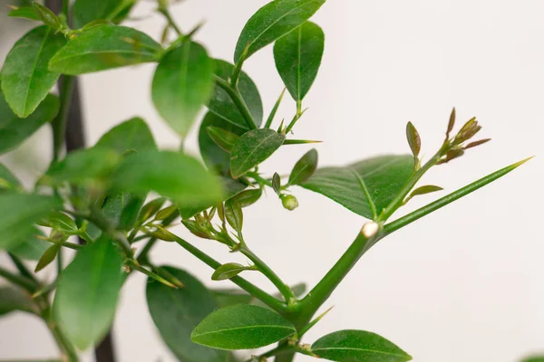 Bir melez narenciye bitki Faustrimedin, Microc Genç yeşil büyüme