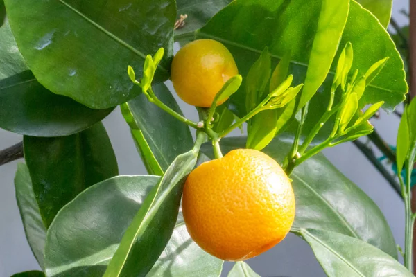 Unga skott och mogna frukter av citrusväxter Calamondin, Citrof — Stockfoto