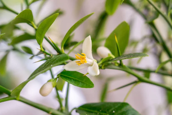 Close-up of the young white flower of citrus plant Faustrimedin, — Stock Photo, Image
