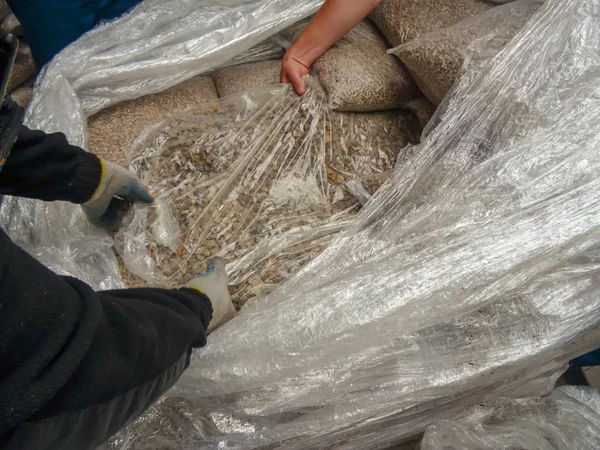 El guardia fronterizo extrae piedras de ámbar en bruto de contrabando disfrazadas de —  Fotos de Stock