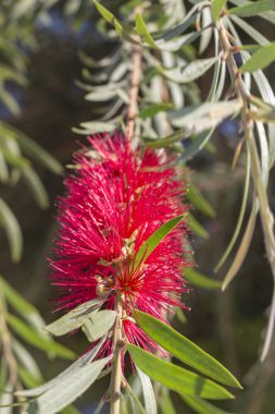 Küçük uzun yeşil yaprakları ile bir dal üzerinde Callistemon kırmızı çiçek,