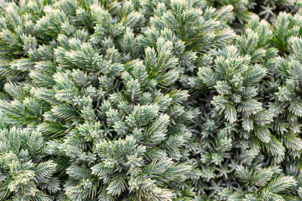 Natural coniferous texture — Stock Photo, Image