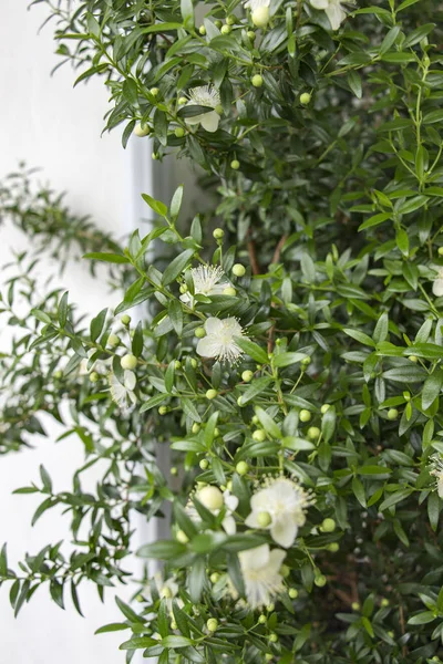 Hermosas flores blancas de mirto — Foto de Stock