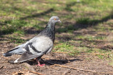 Bulanık mavi gökyüzü arka planda güvercin, yakın
