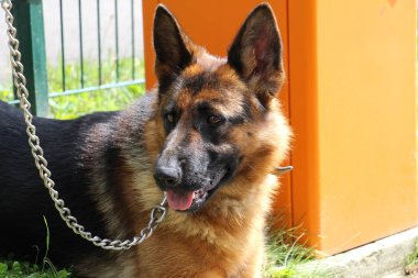 Alman Çoban Köpeği, servis köpeği