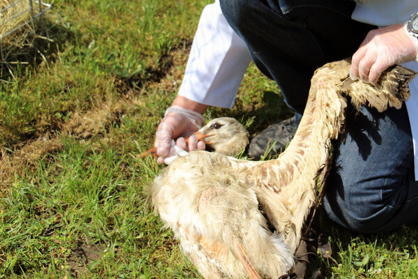 Wounded wild bird stork