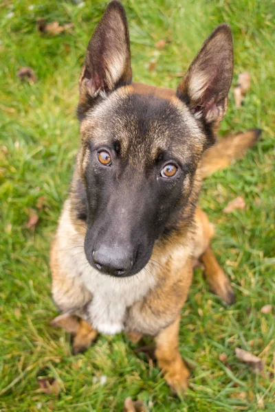 Belgische herder pup — Stockfoto