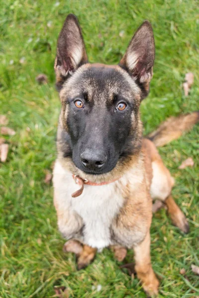 Belgische herder pup — Stockfoto