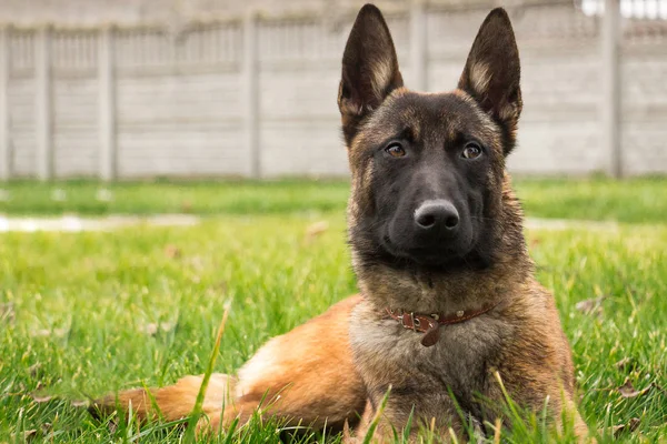 Jonge pup van Belgische herder — Stockfoto