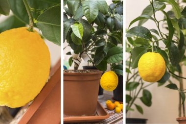 Greenho büyüyen narenciye bitkileri uygulama İllüstrasyon