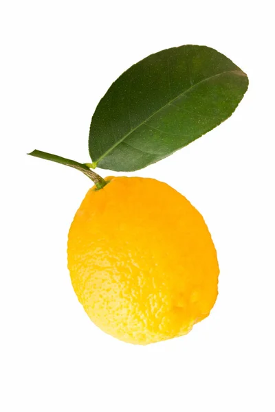 En filial till en citrus planta — Stockfoto