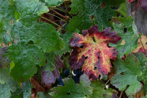 病気の葉を持つブドウの植物 — ストック写真