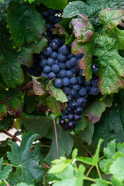 Bunch Dark Blue Wine Grapes Red Wine Grapevine Harvest Season — Stock Photo, Image