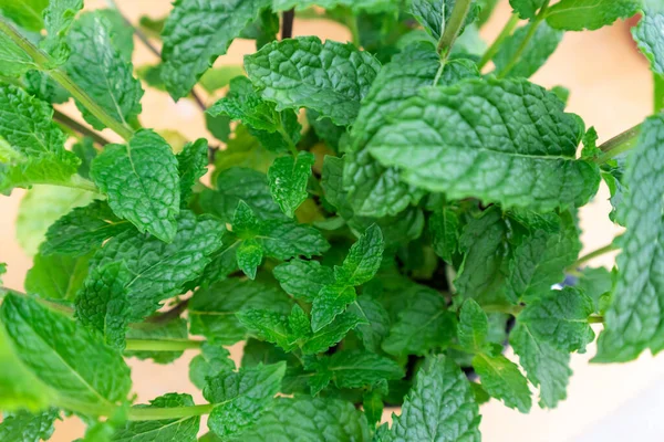 Close up, macro of mint plant, soft focus on green leaves. Medicine herb, aromatic plant, essential oil, peppermint, green mint, fresh herb