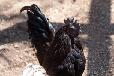 Siyah bir horoza yaklaş, tavuk cins. Çiftlik hayvanlarında aşırı pigmentasyon. Ayam Cemani, nadir bir cins. Kırsal çiftlik