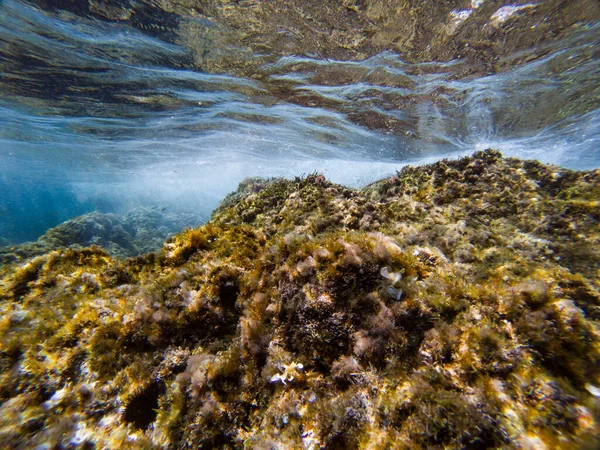 Underwater Landscape Costa Brava Catalonia Spain Summer Activities Snorkeling Diving — Stock Photo, Image