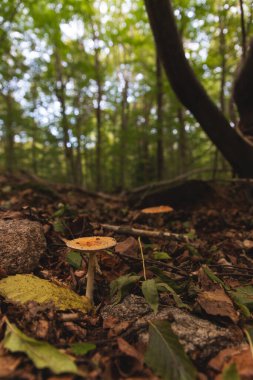 Ormanda küçük sarı mantar, arka planda orman. Dışarıda sonbahar aktiviteleri, mantar toplama. Zehirli mantarlar