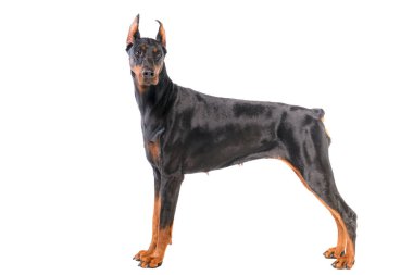 Doberman beyaz arkaplanda izole edildi