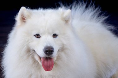 büyük karanlık bir arka plan üzerinde beyaz bir samoyed köpek portresi