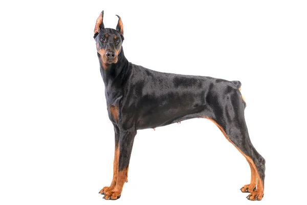 Doberman Elszigetelt Fehér Háttér — Stock Fotó