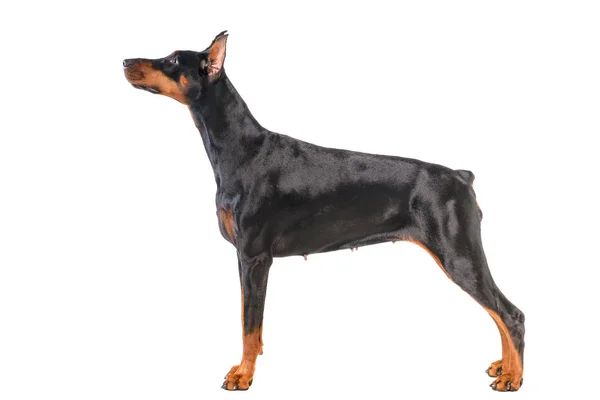 Doberman beyaz arkaplanda izole edildi