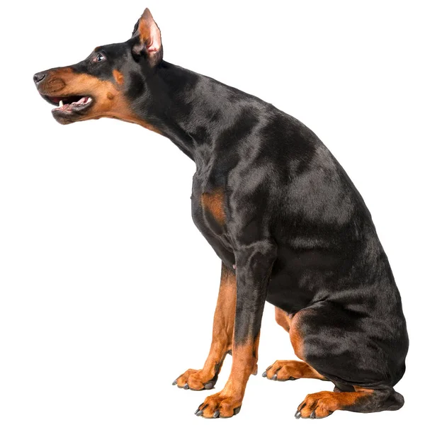 Doberman Engraçado Isolado Fundo Branco — Fotografia de Stock