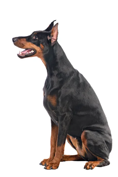 Doberman beyaz arkaplanda izole edildi