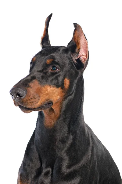 Doberman beyaz arkaplanda izole edildi