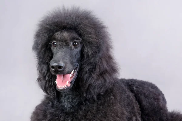 Close Πορτρέτο Του Όμορφη Μαύρη Poodle Κάθεται Ένα Στούντιο Ένα — Φωτογραφία Αρχείου
