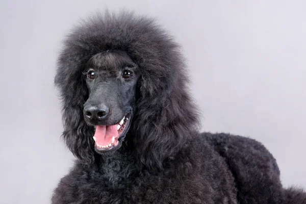 Gri bir arka plan üzerinde bir stüdyoda oturup bir güzel siyah fino köpeği portresi yakın çekim